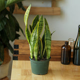 Sansevieria Trifasciata ‘Laurentii’ - 8" Snake Plant - Ed's Plant Shop