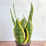 Sansevieria Trifasciata ‘Laurentii’ - 8" Snake Plant - Ed's Plant Shop