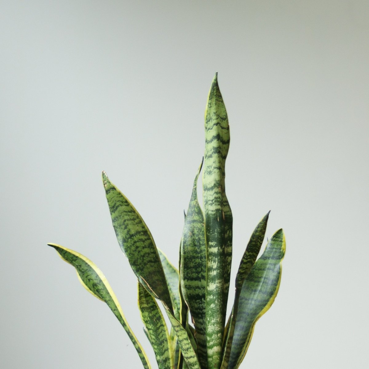 Sansevieria Trifasciata ‘Laurentii’ - 8" Snake Plant - Ed's Plant Shop