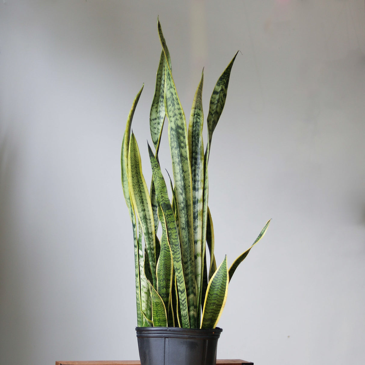 Sansevieria trifasciata ‘Laurentii’ Floor Plant - NYC Local Pickup & Delivery Only