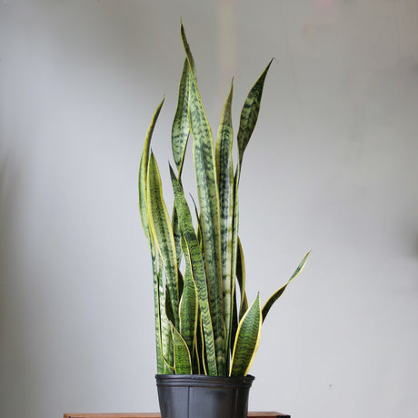 Sansevieria trifasciata ‘Laurentii’ Floor Plant - NYC Local Pickup & Delivery Only