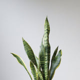 Sansevieria Trifasciata ‘Laurentii’ - Snake Plant - Various Sizes - Ed's Plant Shop