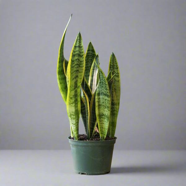 Sansevieria Trifasciata ‘Laurentii’ - Snake Plant - Various Sizes - Ed's Plant Shop