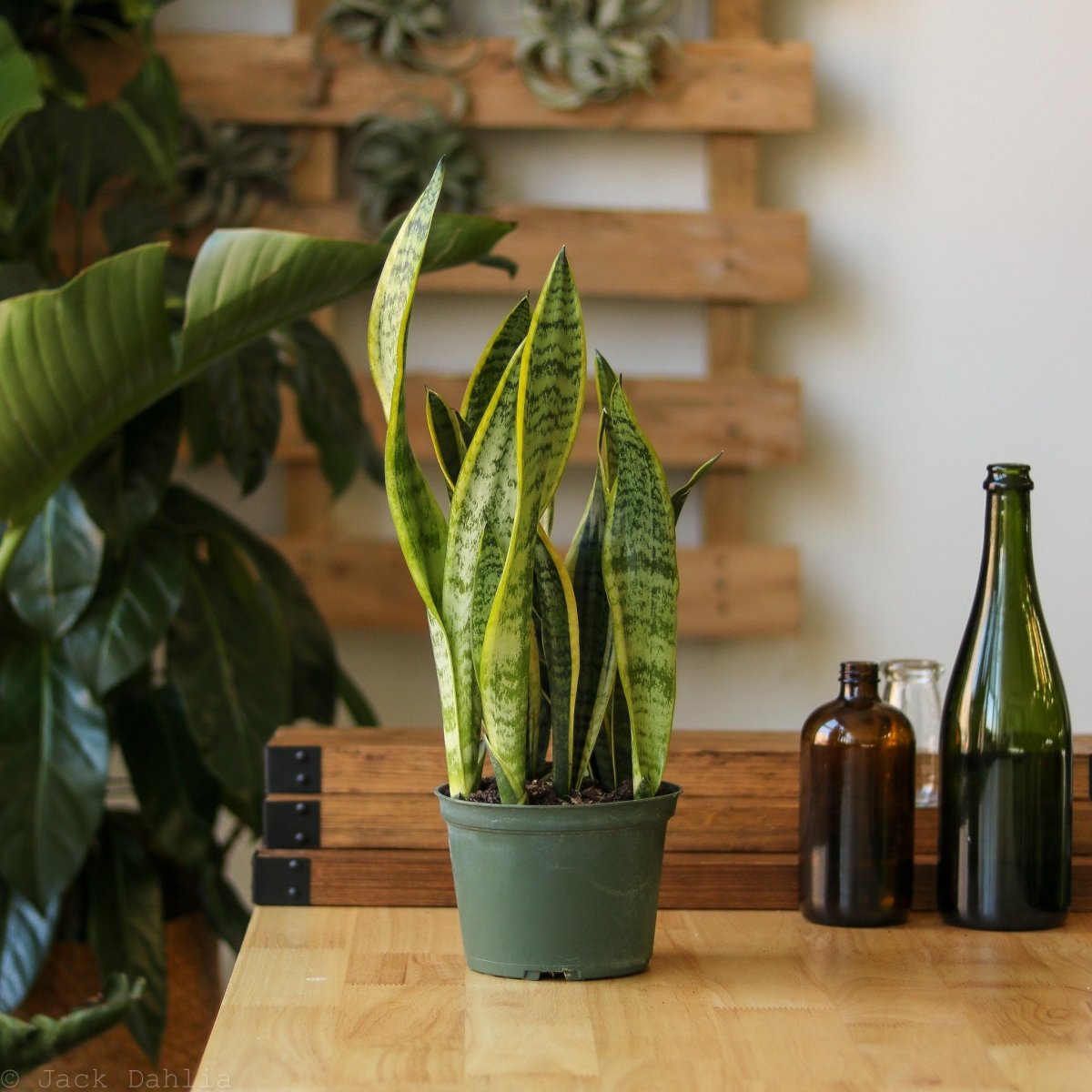 Sansevieria Trifasciata ‘Laurentii’ - Snake Plant - Various Sizes - Ed's Plant Shop