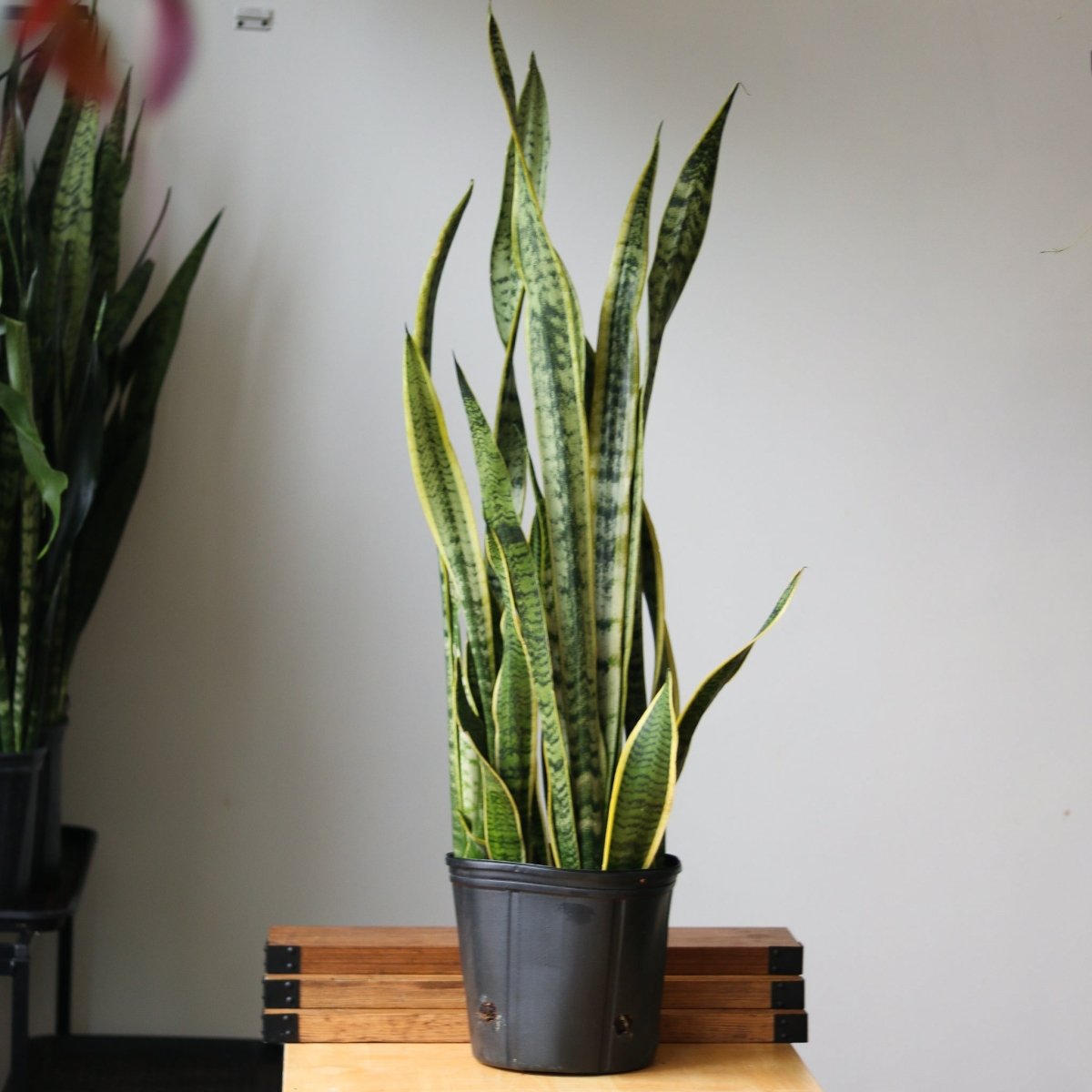 lime snake plant 6 Inch Snake Plant Sansevieria Laurentii - Live Air Purifying Houseplant