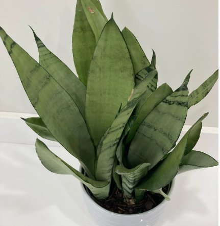 Sansevieria trifasciata 'Moonshine' - Various Sizes - Ed's Plant Shop