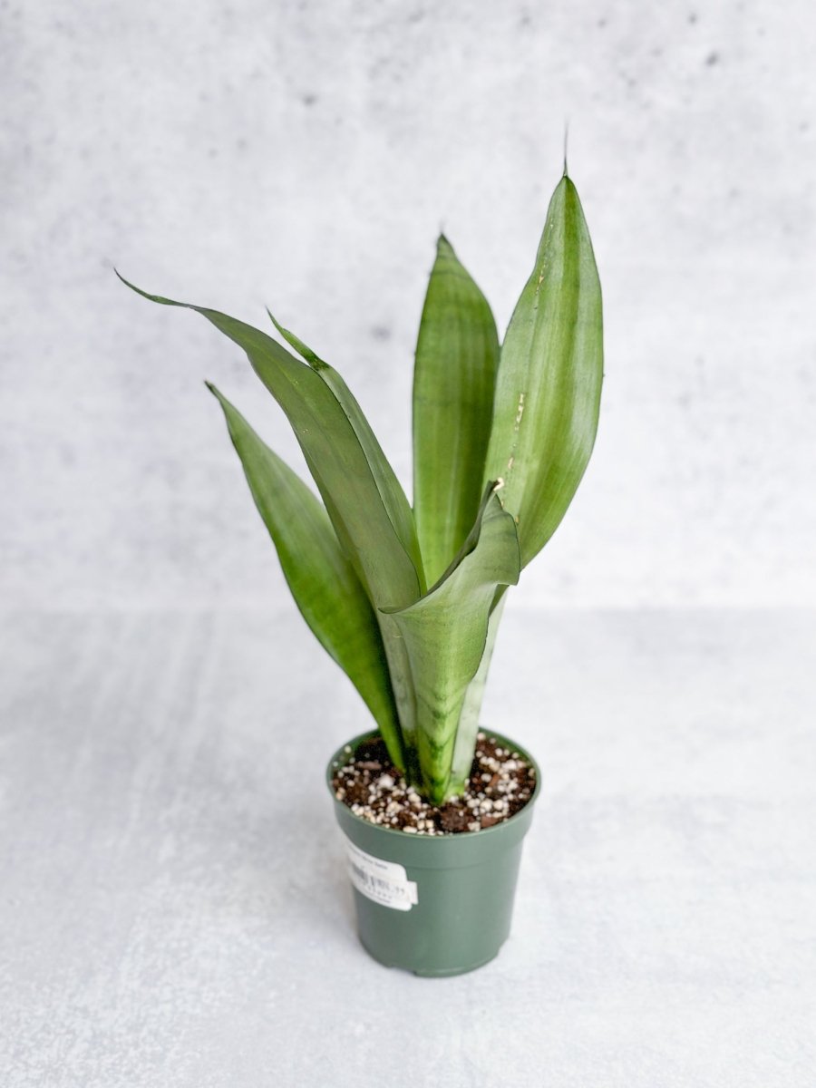 Sansevieria trifasciata 'Moonshine' - Various Sizes - Ed's Plant Shop