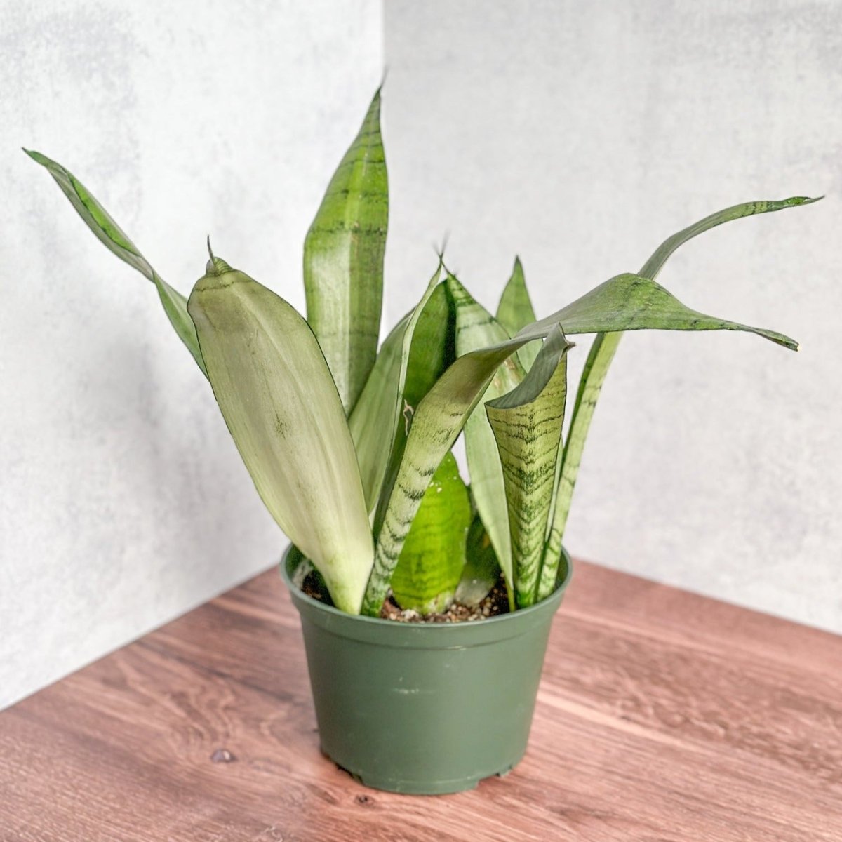 Sansevieria trifasciata 'Moonshine' - Various Sizes - Ed's Plant Shop