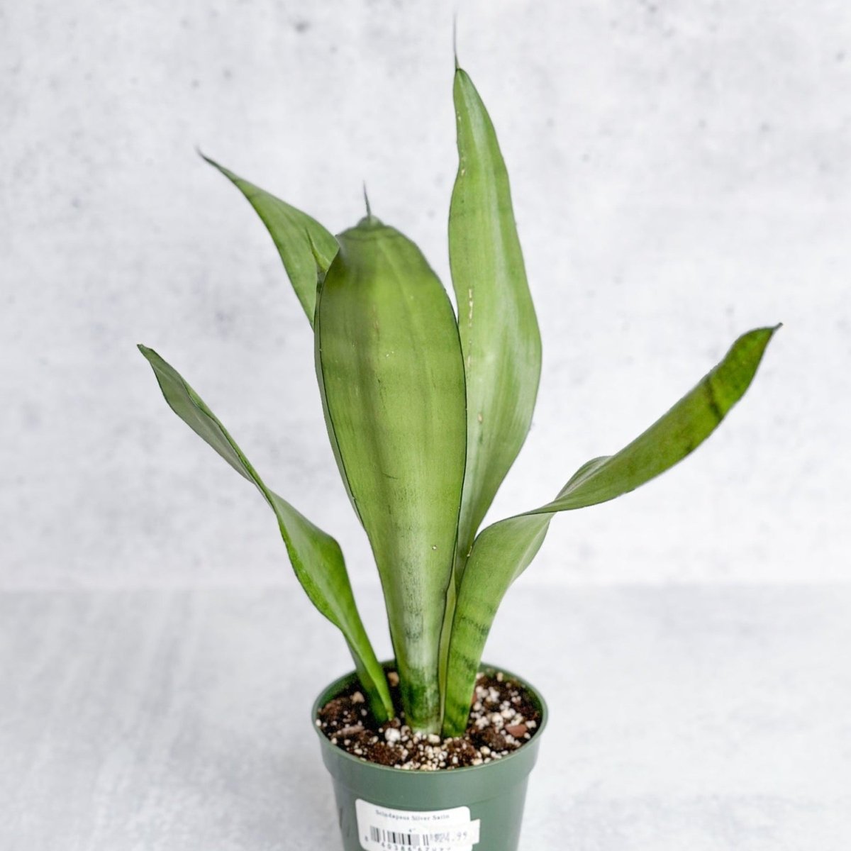 moonshine snake plant canada 4" Nursery Pot