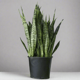 sansevieria sheri Sansevieria zeylanica 'Bowstring Hemp'