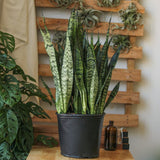 Sansevieria zeylanica 'Bowstring Hemp' Floor Plant - Ed's Plant Shop