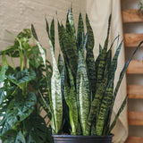 Sansevieria zeylanica 'Bowstring Hemp' Floor Plant - Ed's Plant Shop