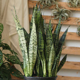 Sansevieria zeylanica 'Bowstring Hemp' Floor Plant - Ed's Plant Shop