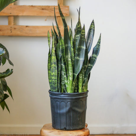 Sansevieria zeylanica 'Bowstring Hemp' - Large Snake Plant