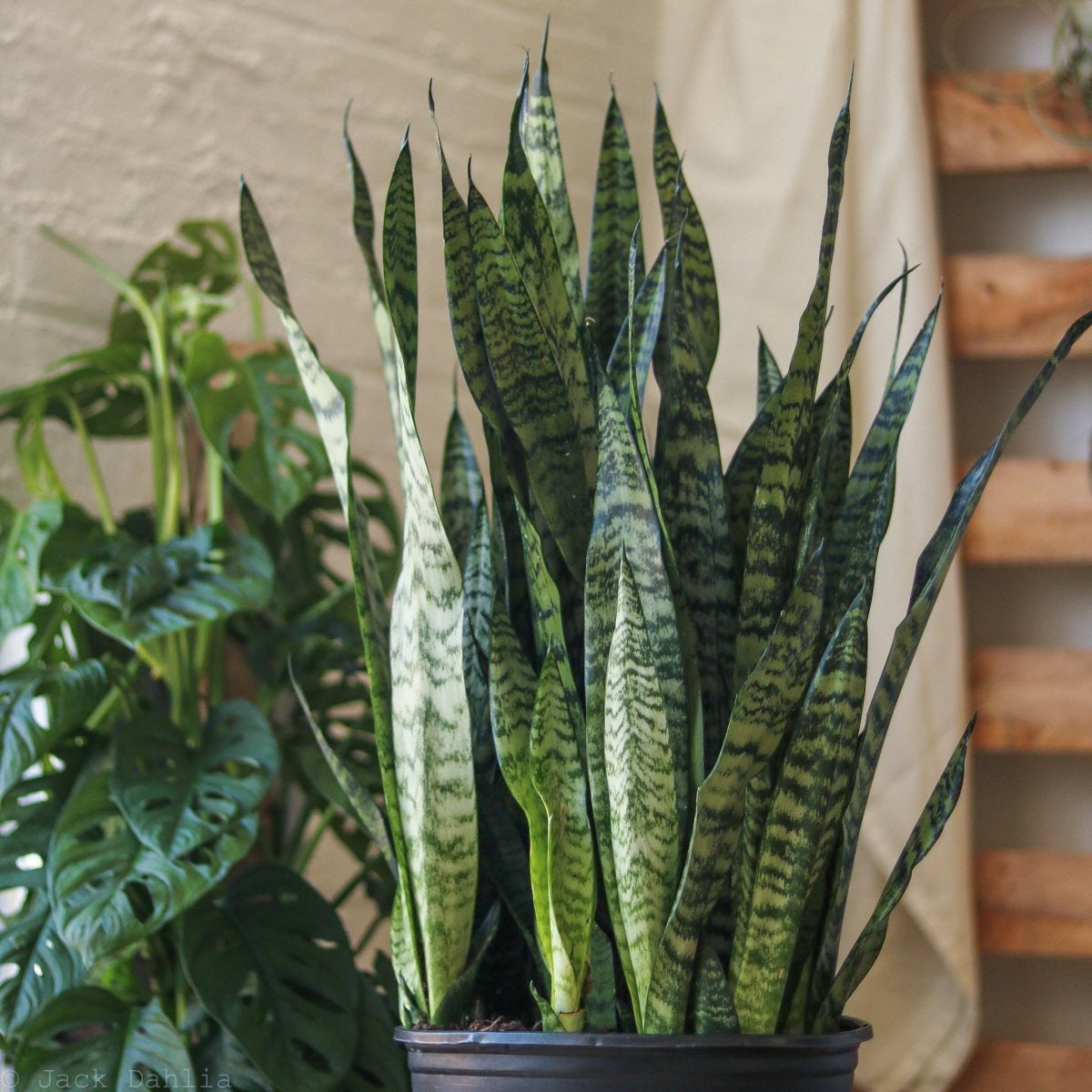 Sansevieria zeylanica 'Bowstring Hemp'- Ed's Plant Shop