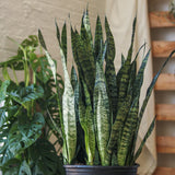 Sansevieria zeylanica 'Bowstring Hemp'- Ed's Plant Shop