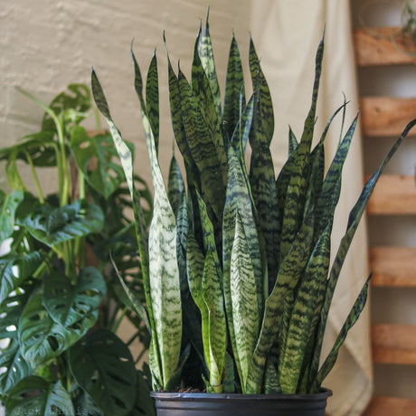 Sansevieria zeylanica 'Bowstring Hemp' - Large Snake Plant