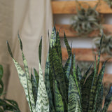 Sansevieria zeylanica 'Bowstring Hemp'- Ed's Plant Shop