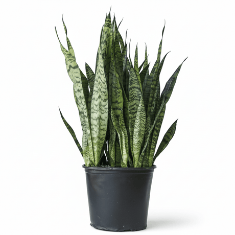 Sansevieria zeylanica 'Bowstring Hemp' – Snake Plant - Ed's Plant Shop
