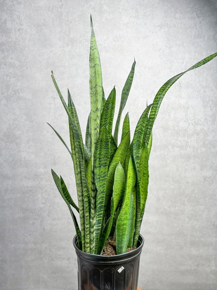 Sansevieria zeylanica 'Bowstring Hemp' - Snake Plant - Various Sizes - Ed's Plant Shop