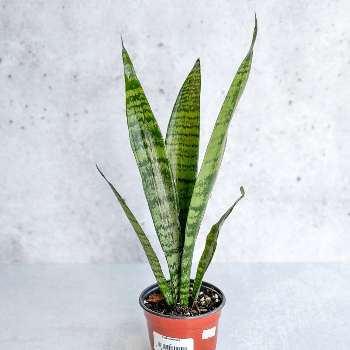 Sansevieria zeylanica 'Bowstring Hemp' - Snake Plant - Various Sizes - Ed's Plant Shop