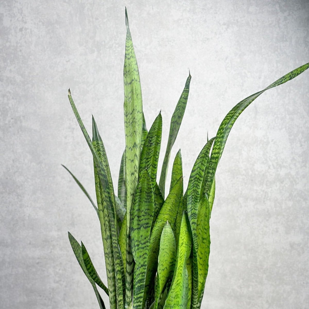 Sansevieria zeylanica 'Bowstring Hemp' - Snake Plant - Various Sizes - Ed's Plant Shop