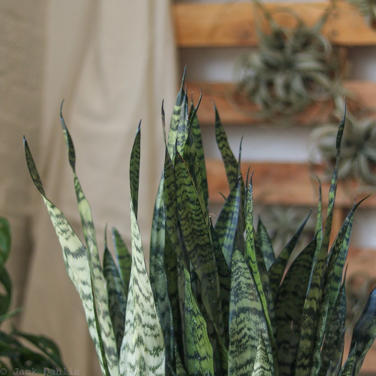wintergreen sansevieria 8" Sansevieria Zeylanica