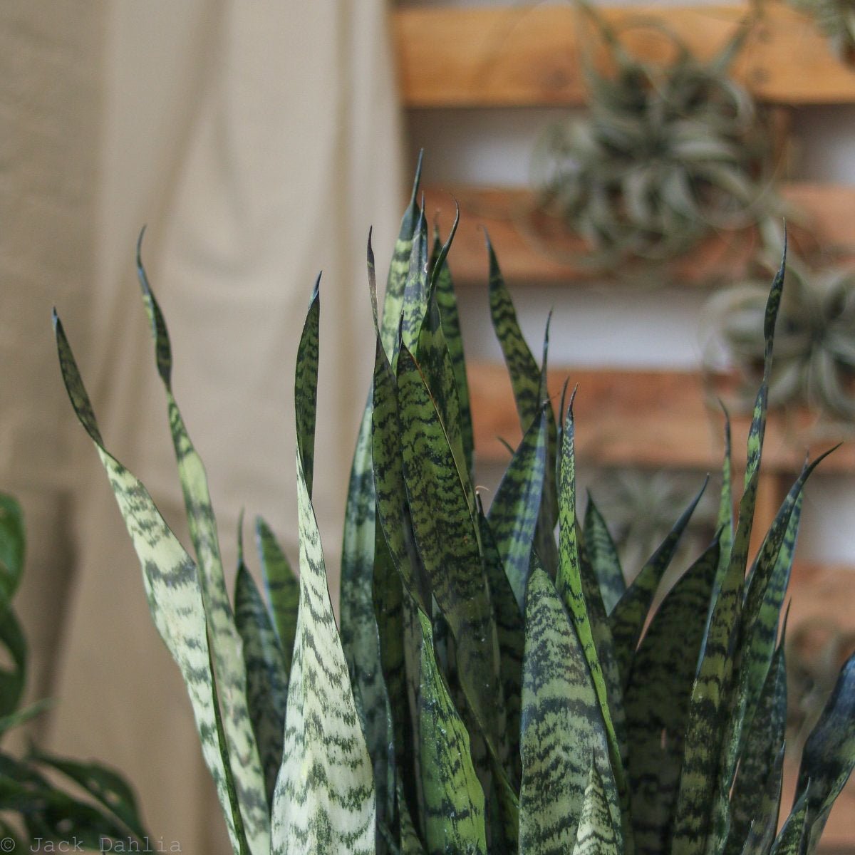 Sansevieria zeylanica 'Bowstring Hemp' - Snake Plant - Various Sizes - Ed's Plant Shop