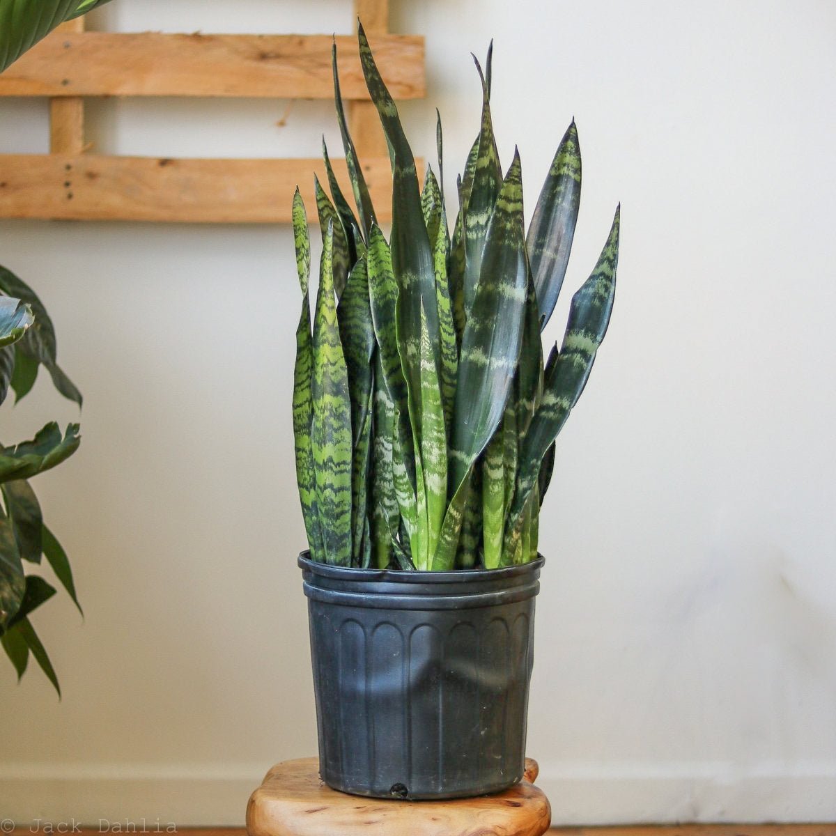 badah snake plant mexico 10" Nursery Pot