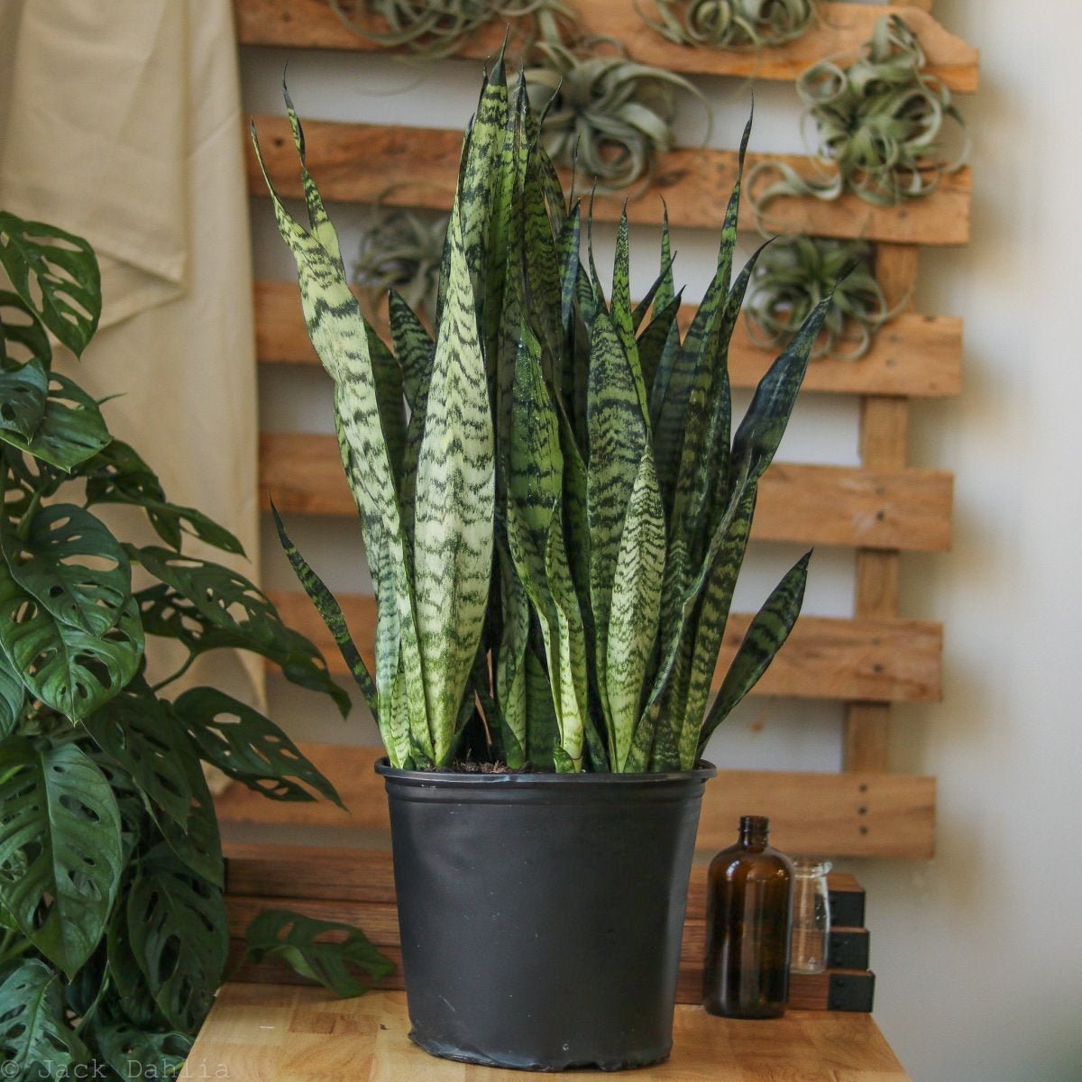 Sansevieria zeylanica 'Bowstring Hemp' - Snake Plant - Various Sizes - Ed's Plant Shop