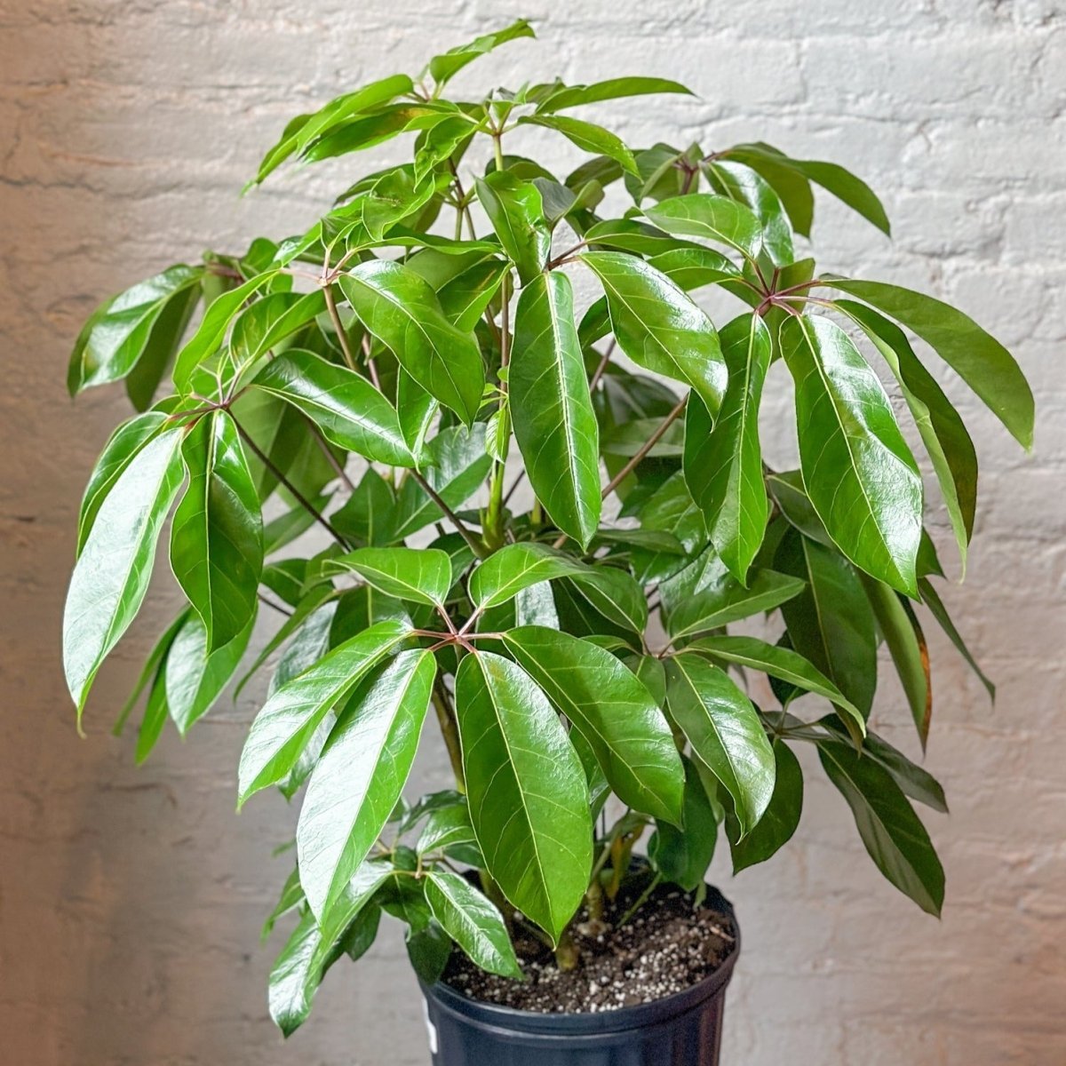 Schefflera amate - Amate Umbrella Tree - Ed's Plant Shop