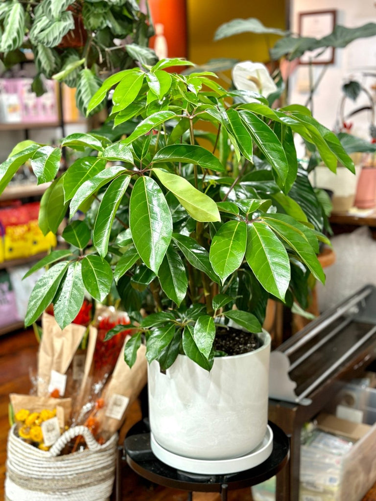 Schefflera amate - Amate Umbrella Tree - Ed's Plant Shop