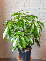 Schefflera amate - Amate Umbrella Tree - Ed's Plant Shop