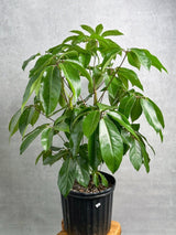 Schefflera amate - Amate Umbrella Tree - Ed's Plant Shop