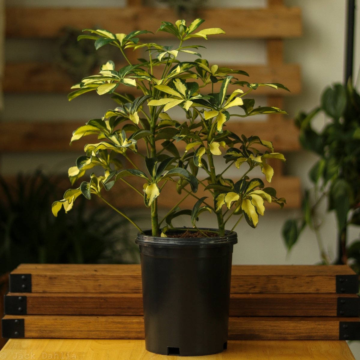 Ed's Plant Shop Schefflera Arboricola Umbrella Tree - Thumbnail 4