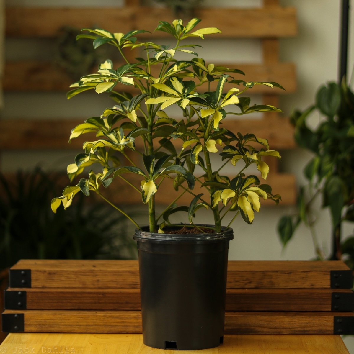 Schefflera Arboricola Trinette 'Dwarf Umbrella Tree' Floor Plant - Ed's Plant Shop