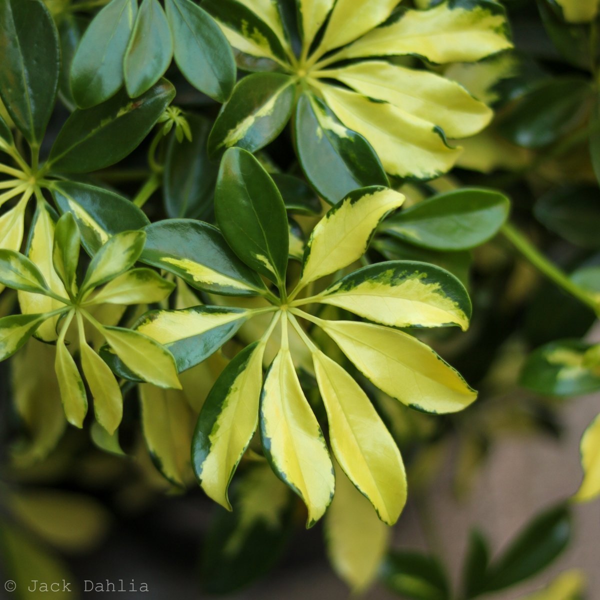 Schefflera Arboricola Trinette 'Dwarf Umbrella Tree' Floor Plant - Ed's Plant Shop