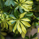 Schefflera Arboricola Trinette 'Dwarf Umbrella Tree' Floor Plant - Ed's Plant Shop