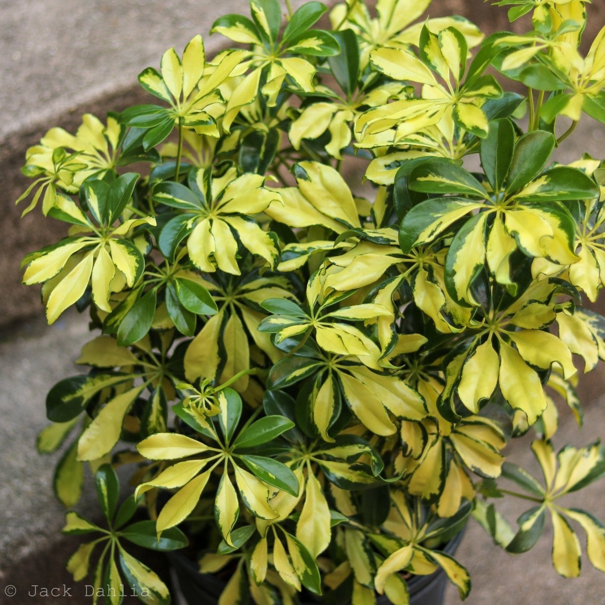 arboricola schefflera Schefflera Arboricola Trinette 'Dwarf Umbrella Tree' Floor Plant