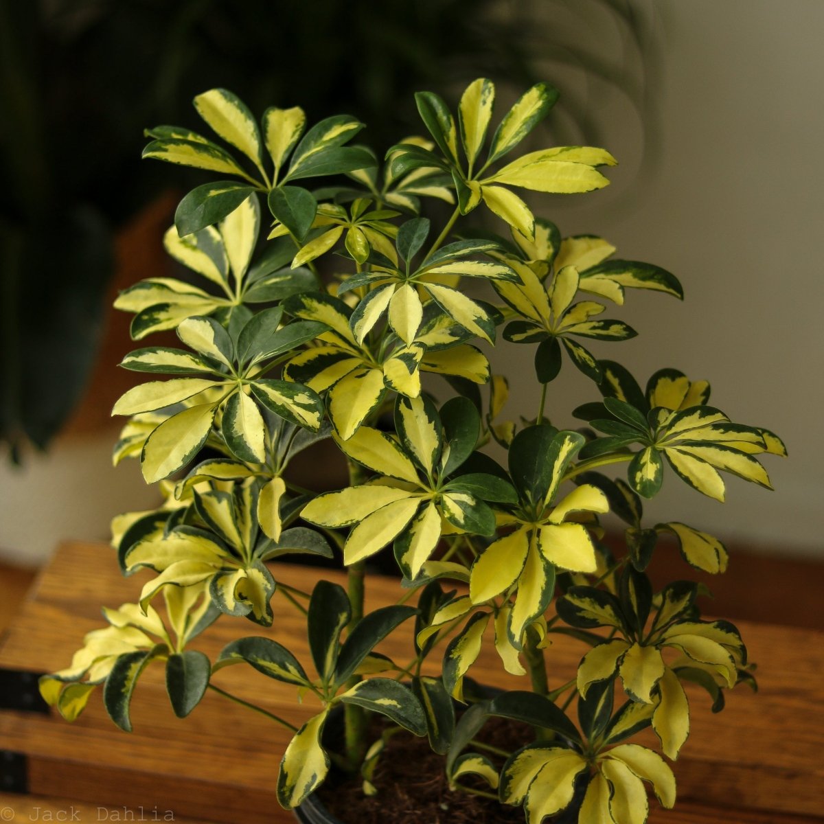 Ed's Plant Shop Schefflera Arboricola Umbrella Tree - Thumbnail 2