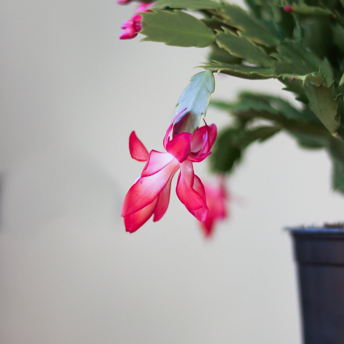 Schlumbergera Bridgessii 'Christmas Cactus'