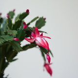 Schlumbergera Bridgessii 'Christmas Cactus'