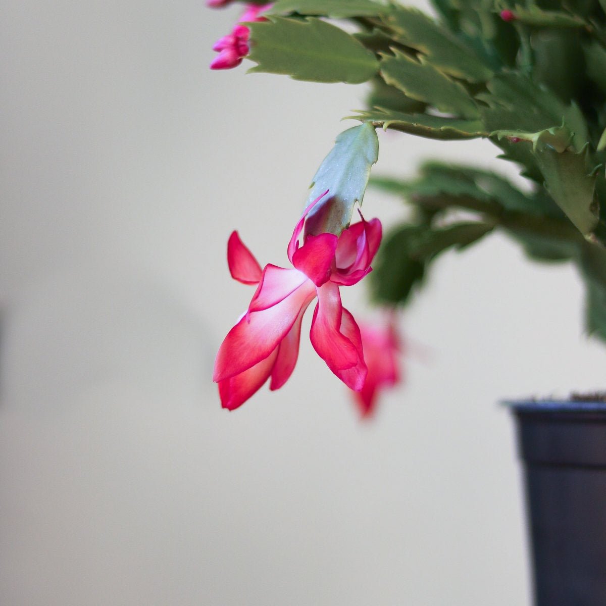 Schlumbergera Bridgessii 'Christmas Cactus' - Ed's Plant Shop