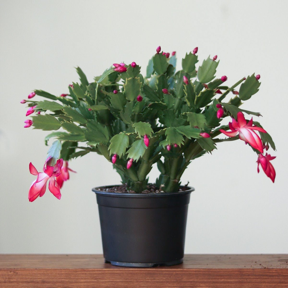 indoor plants christmas cactus Schlumbergera Bridgessii 'Christmas Cactus'
