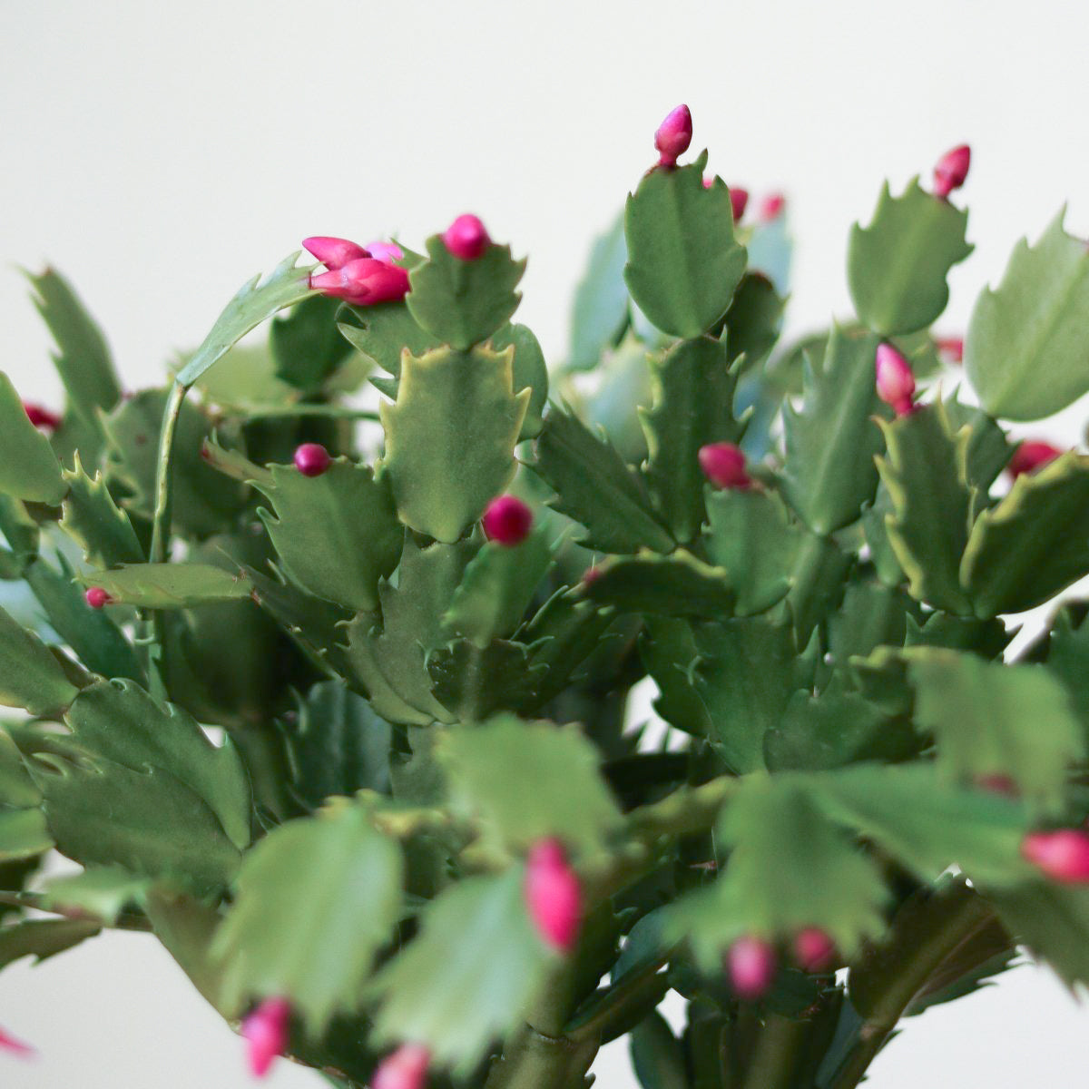 Schlumbergera Bridgessii 'Christmas Cactus'