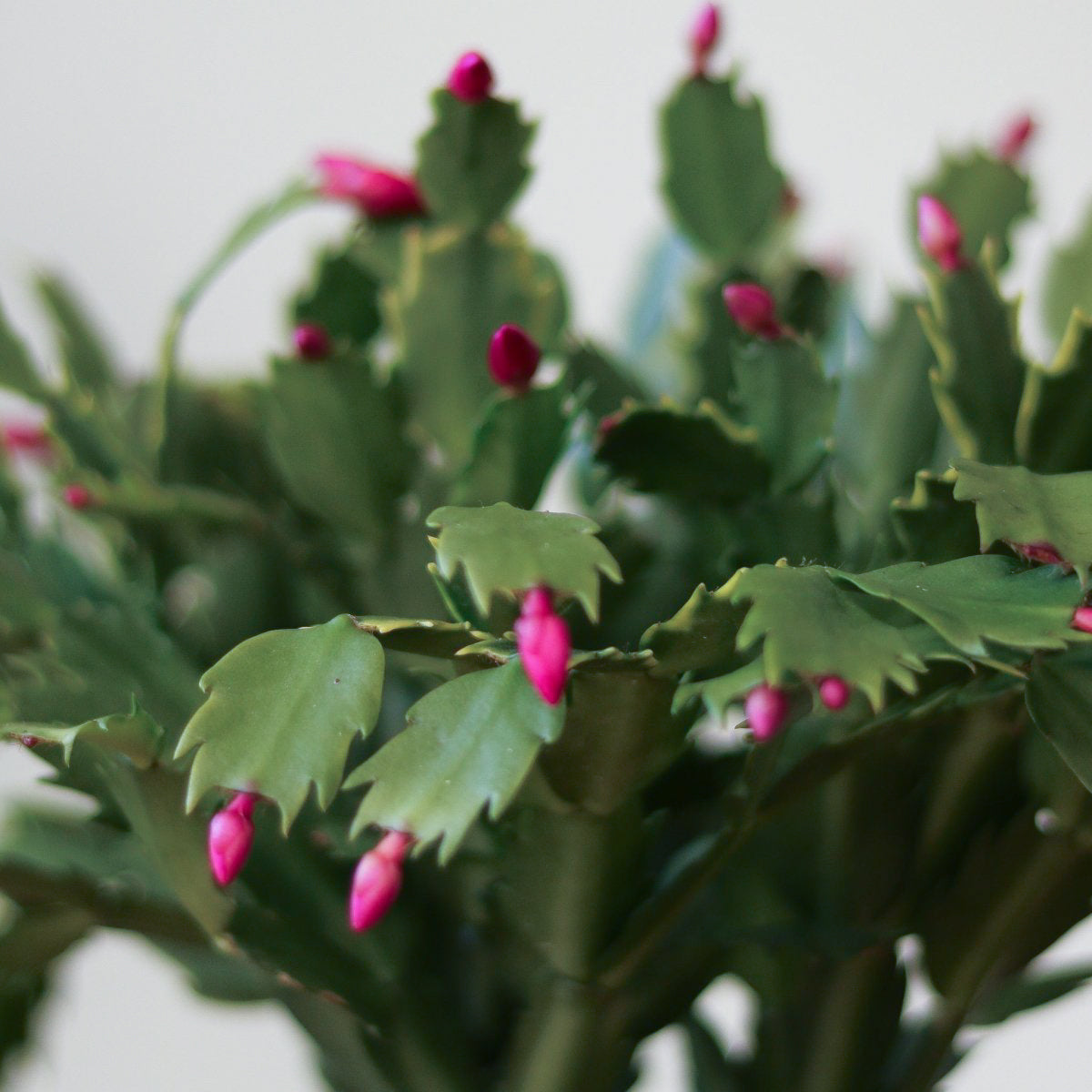 Schlumbergera Bridgessii 'Christmas Cactus'