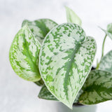 Scindapsus Pictus Argyraeus 'Satin Pothos' - Ed's Plant Shop