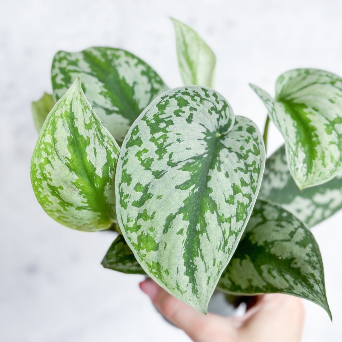 Scindapsus Pictus Argyraeus 'Satin Pothos' - 4 Inch - Ed's Plant Shop