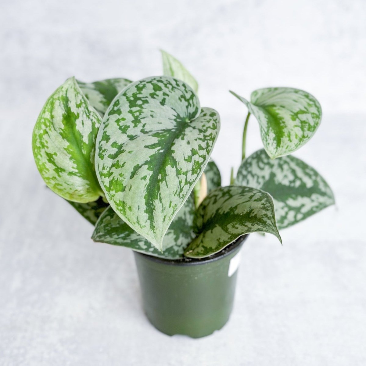 Scindapsus Pictus Argyraeus 'Satin Pothos' - 4 Inch - Ed's Plant Shop