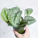 Scindapsus Pictus Argyraeus 'Satin Pothos' - 4 Inch - Ed's Plant Shop